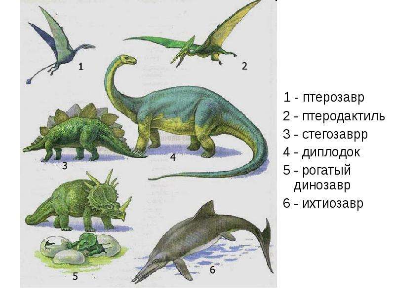 - птерозавр - птерозавр -
