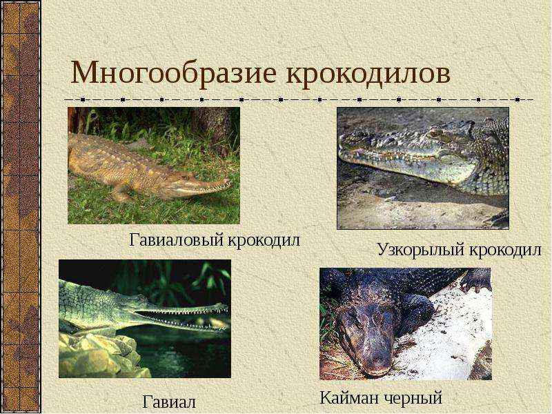 Многообразие крокодилов