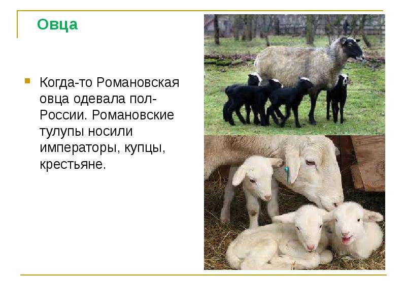 Овца Когда-то Романовская