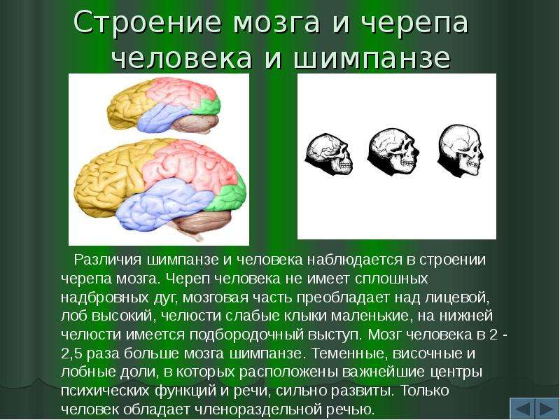 Строение мозга и черепа