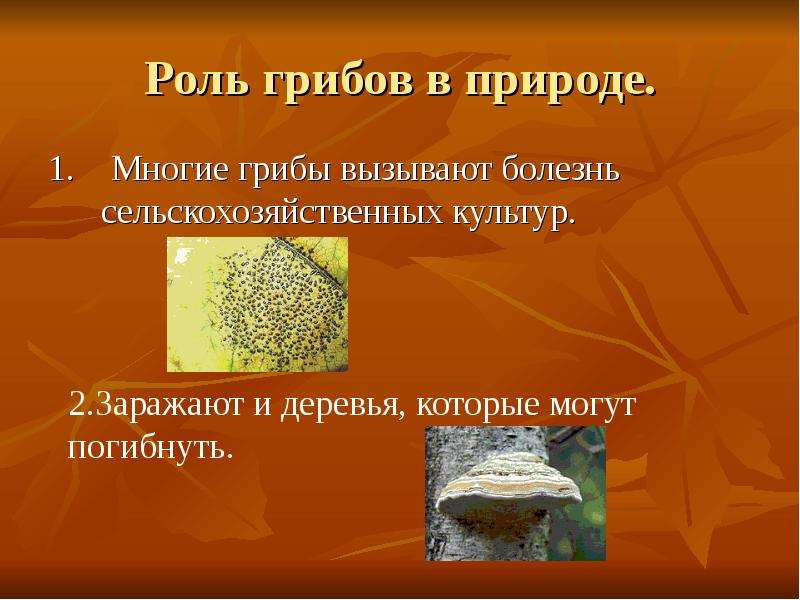 Роль грибов в природе. .