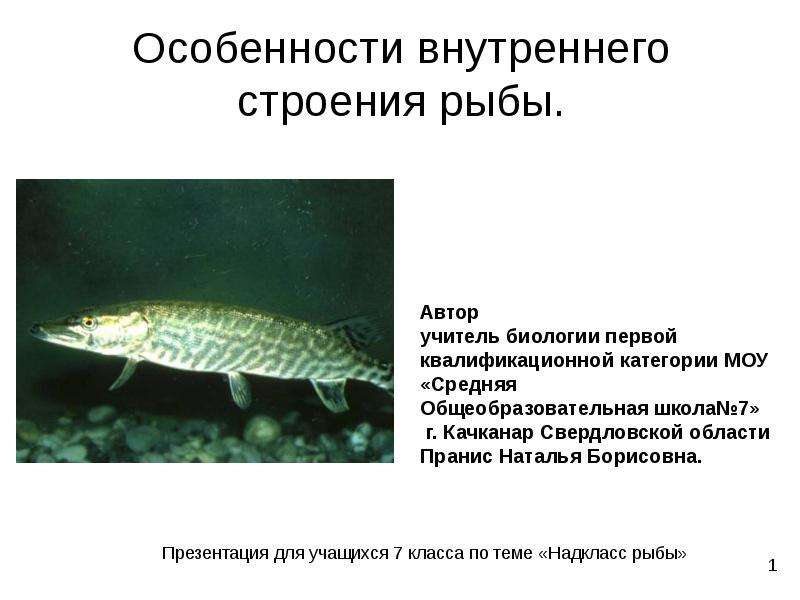 Презентация Особенности внутреннего строения рыбы.