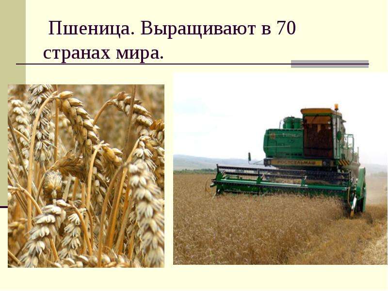 Пшеница. Выращивают в странах