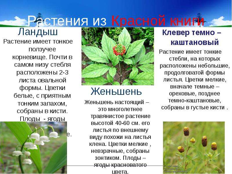 Растения из Красной книги