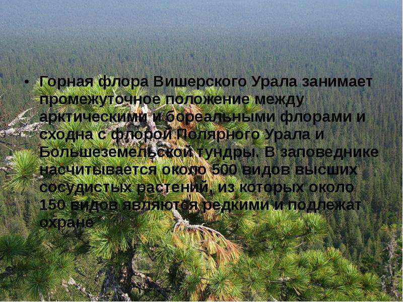 Горная флора Вишерского Урала