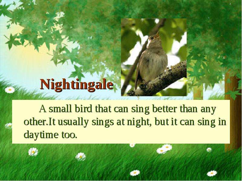 Nightingale A small bird that