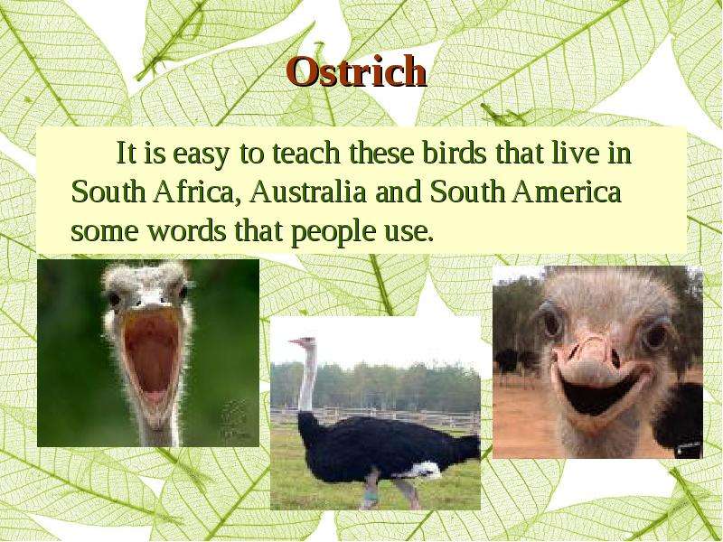 Ostrich It is easy to teach