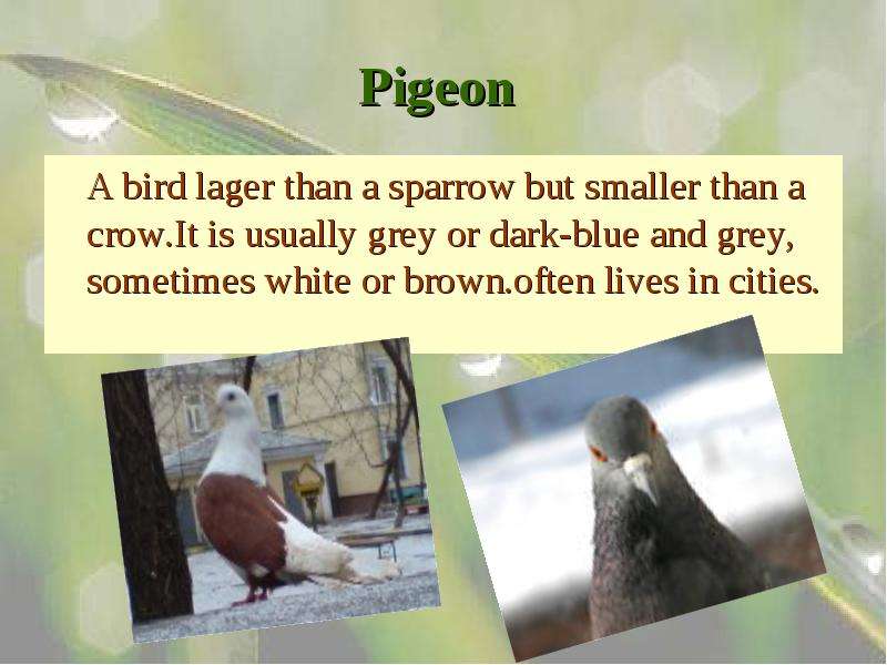 Pigeon A bird lager than a