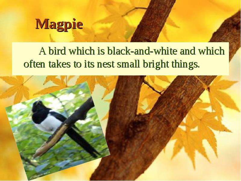Magpie A bird which is