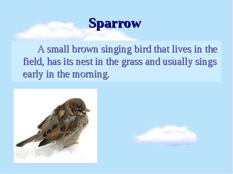 Sparrow A small brown singing