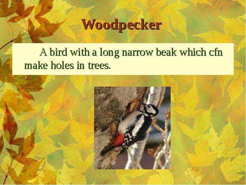 Woodpecker A bird with a long