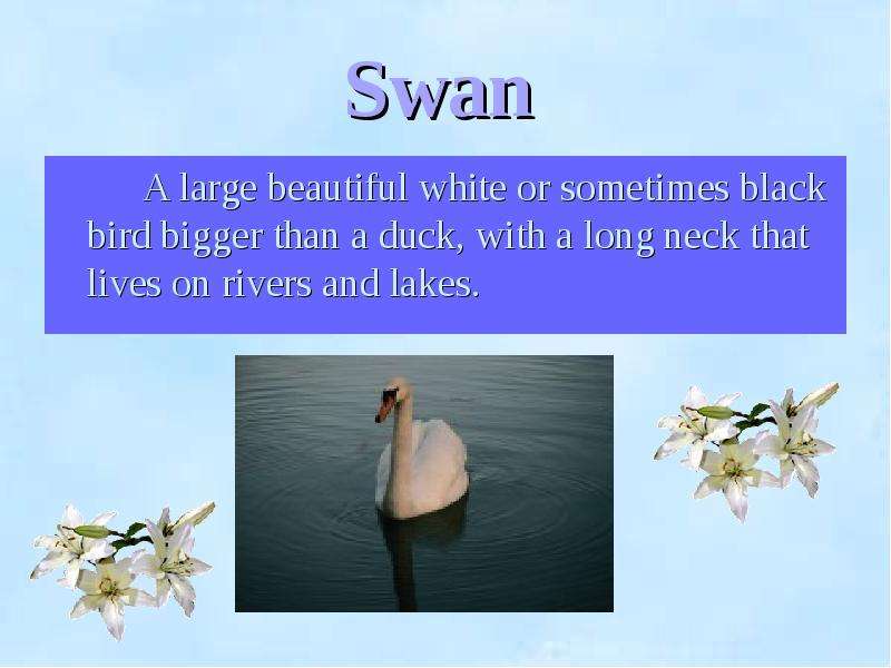 Swan A large beautiful white