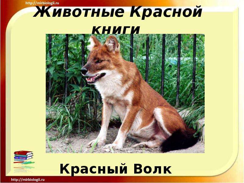 Презентация Животные Красной книги Красный Волк