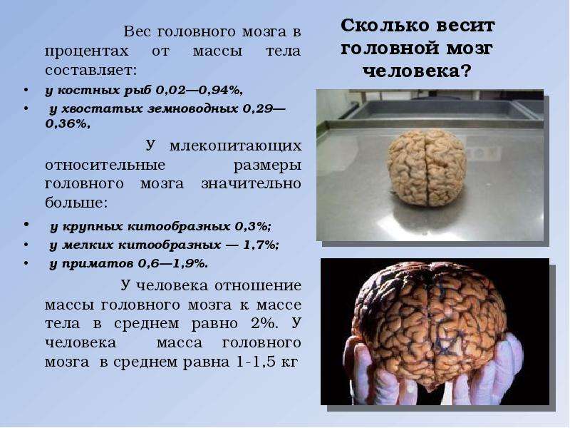 Сколько весит головной мозг