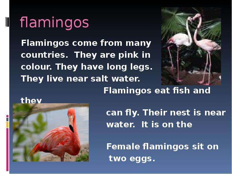 flamingos Flamingos come from