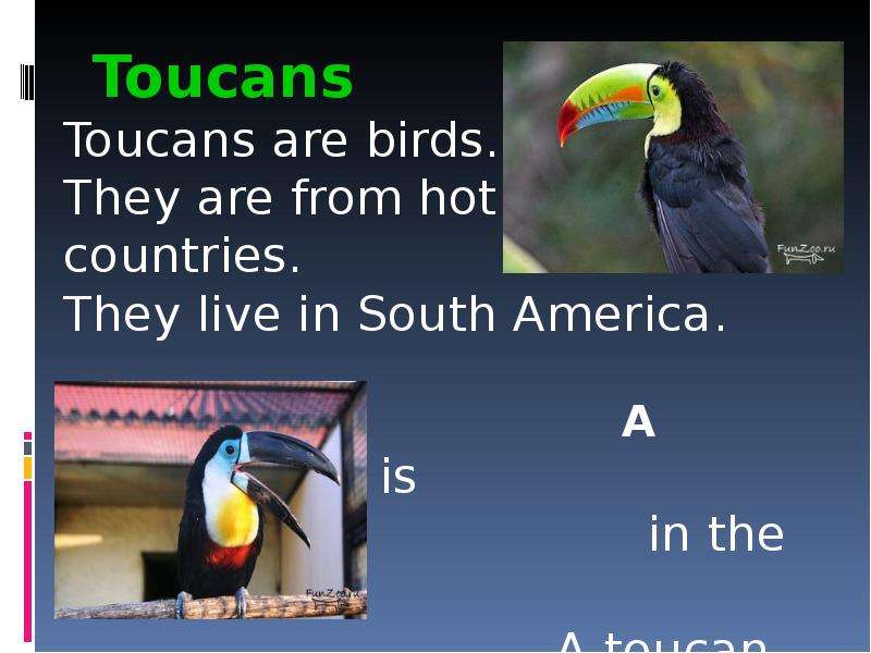 Toucans Toucans are birds.