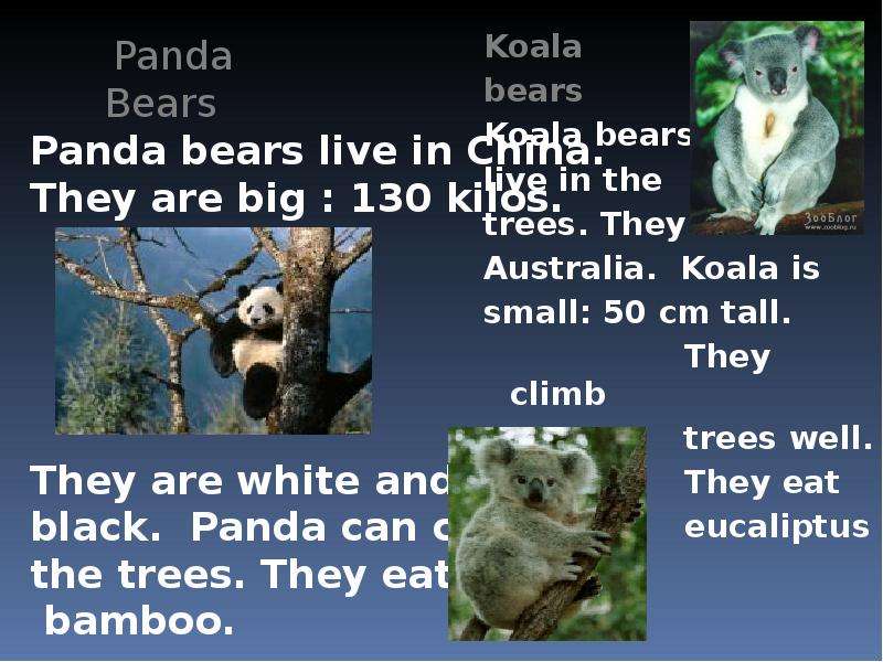 Panda Bears Panda bears live