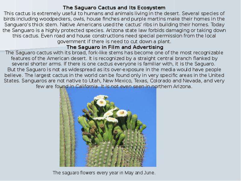 The Saguaro Cactus and Its