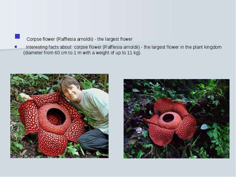 Corpse flower Rafflesia
