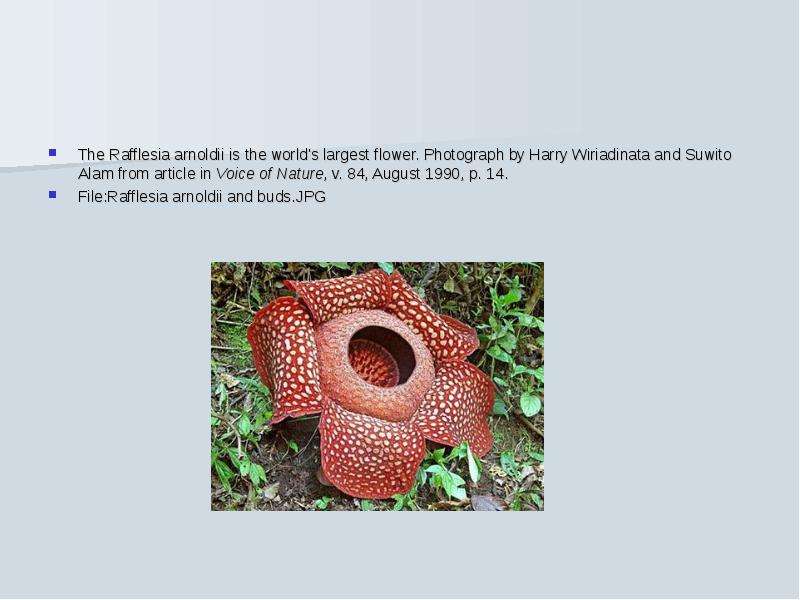 The Rafflesia arnoldii is the
