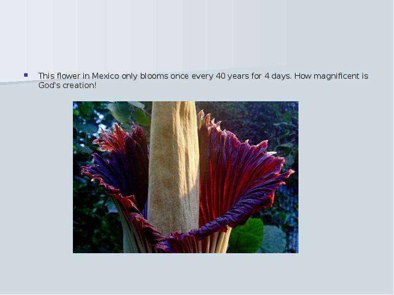 This flower in Mexico only
