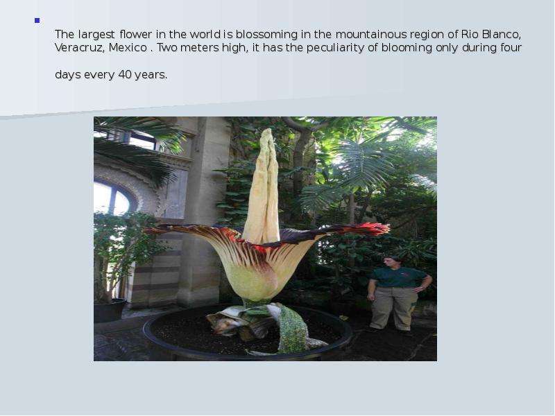 The largest flower in the