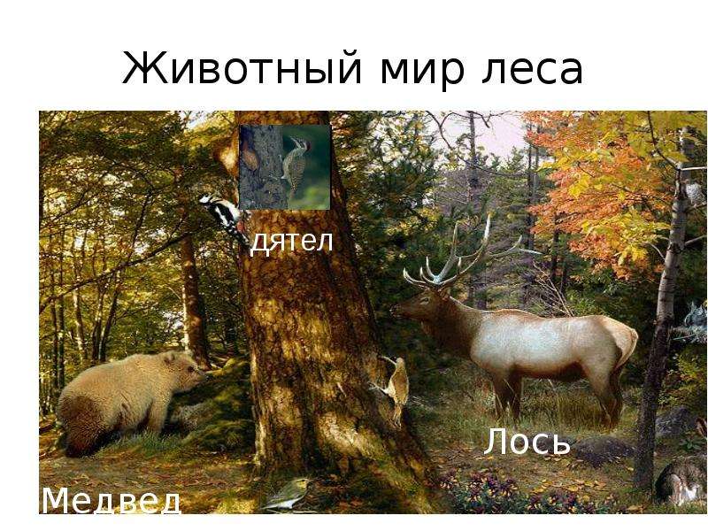 Животный мир леса
