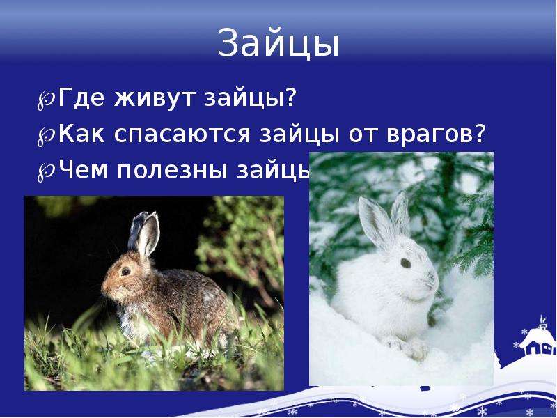 Зайцы Где живут зайцы? Как