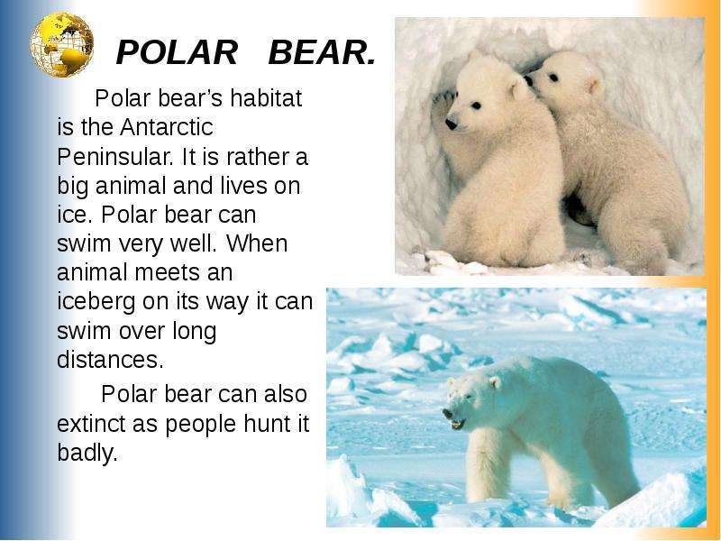 POLAR BEAR. Polar bear s