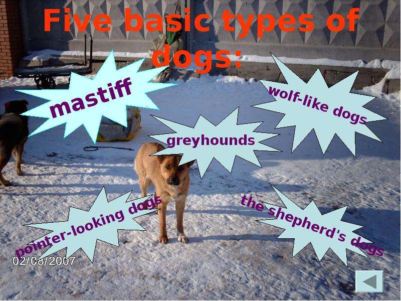 Five basic types of dogs