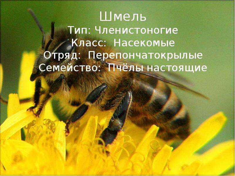 Презентация Шмель Тип: Членистоногие Класс: Насекомые Отряд: Перепончатокрылые Семейство: Пчёлы настоящие