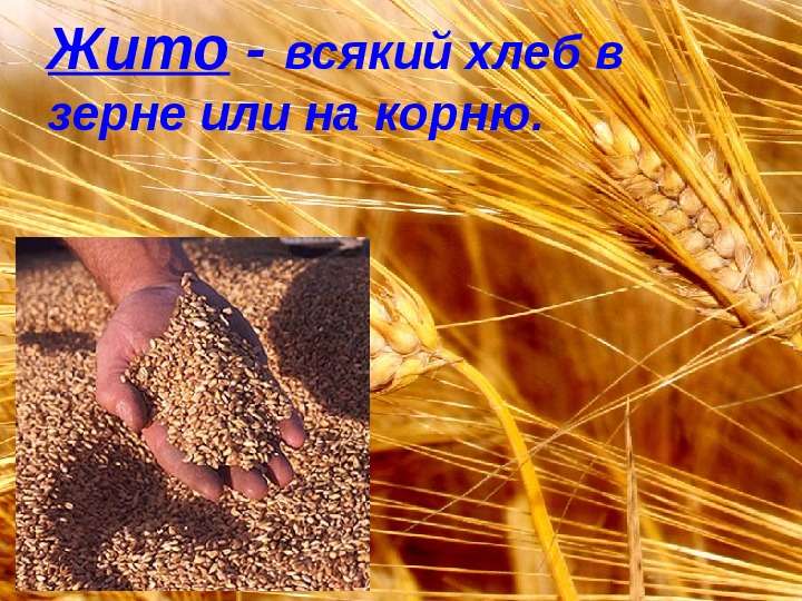 Жито - всякий хлеб в зерне