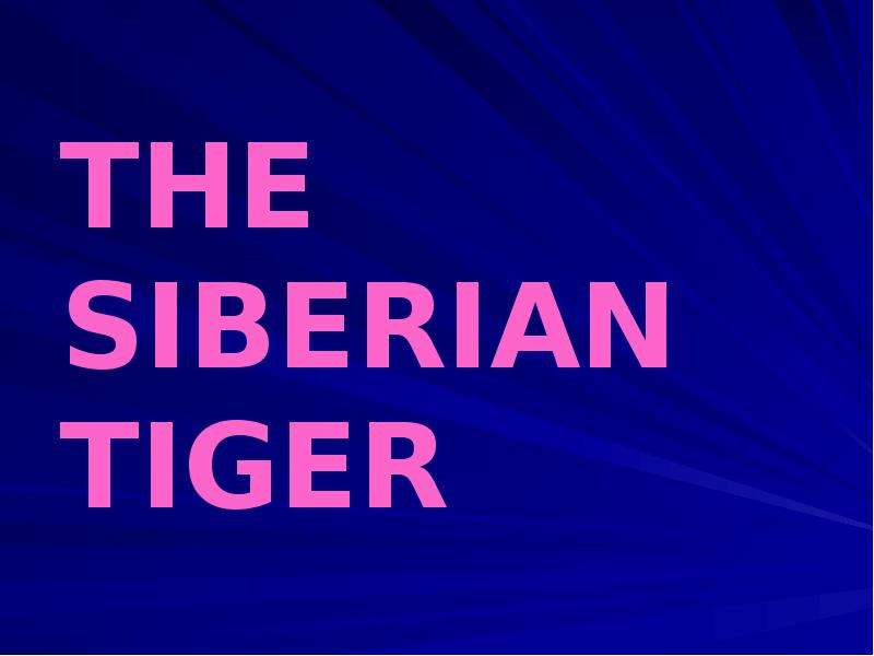 Презентация THE SIBERIAN TIGER