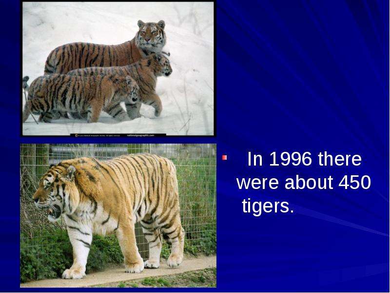 In there were about tigers.