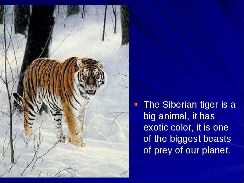 The Siberian tiger is a big