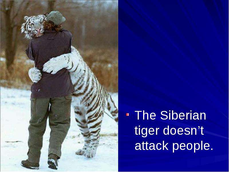 The Siberian tiger doesn t