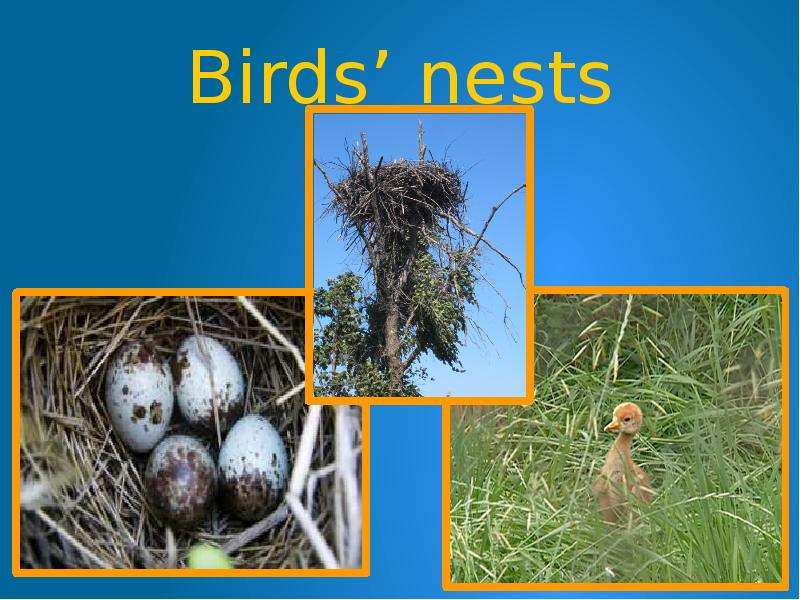 Birds nests