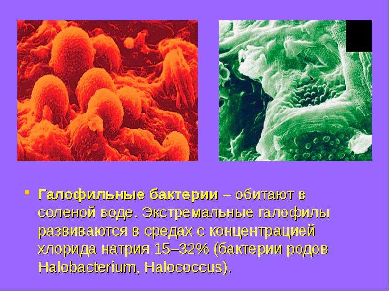 Галофильные бактерии обитают