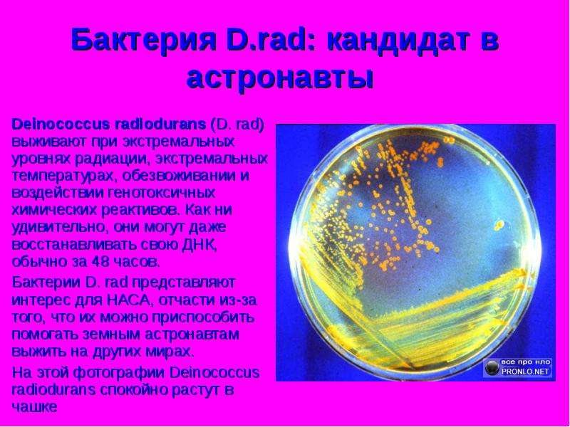 Бактерия D.rad кандидат в