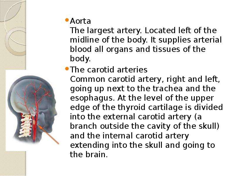 Aorta The largest artery.