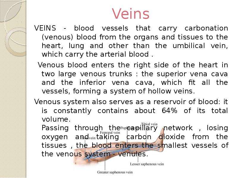 Veins VEINS - blood vessels
