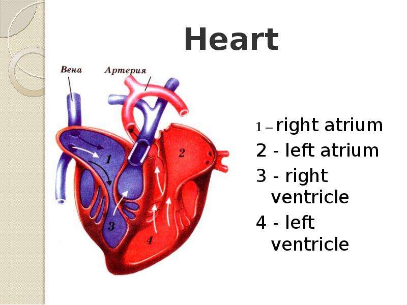Heart right atrium - left