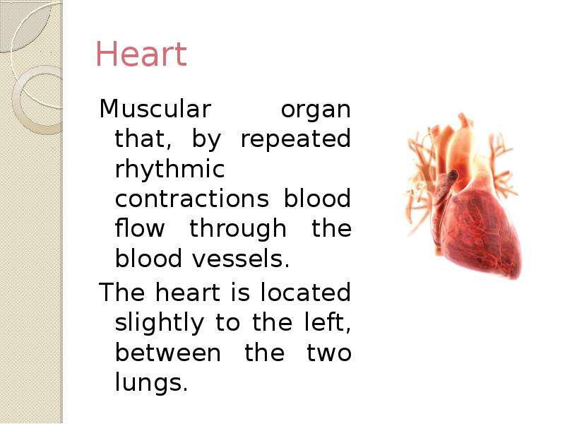 Heart Muscular organ that, by