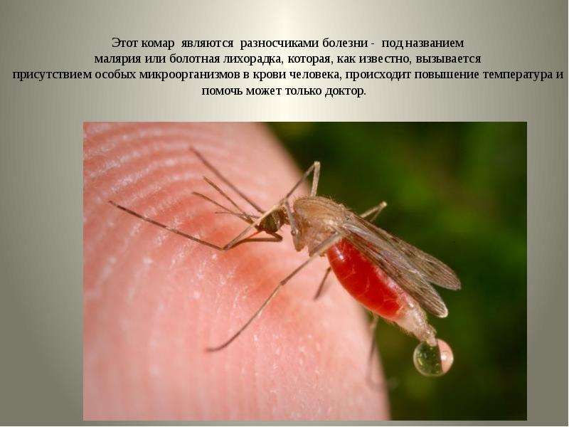 Этот комар являются