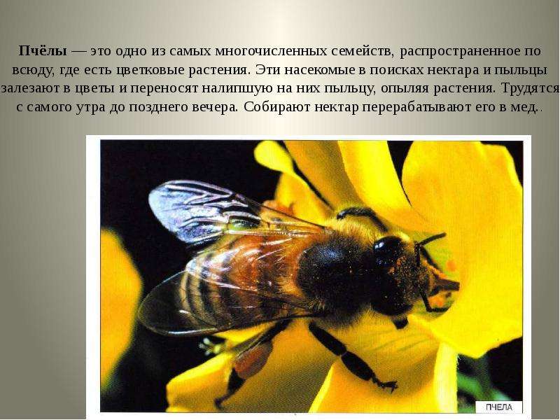 Пчёлы это одно из самых