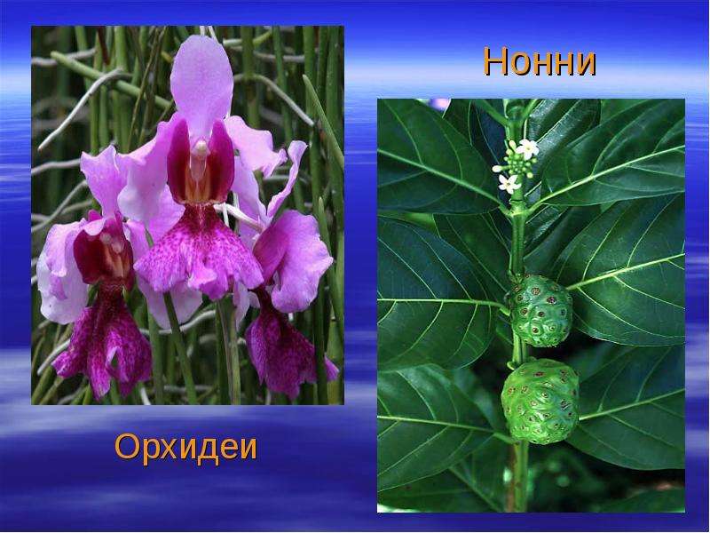 Нонни Орхидеи