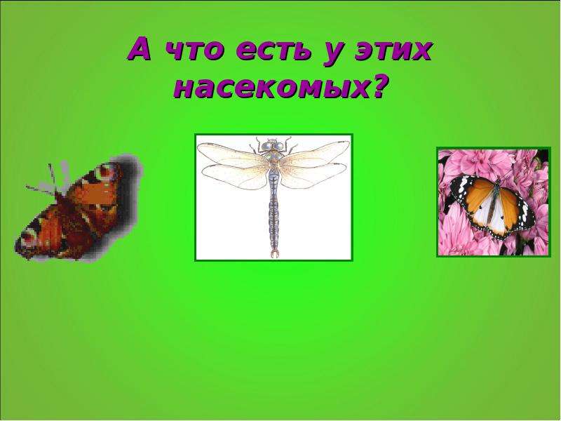 А что есть у этих насекомых?