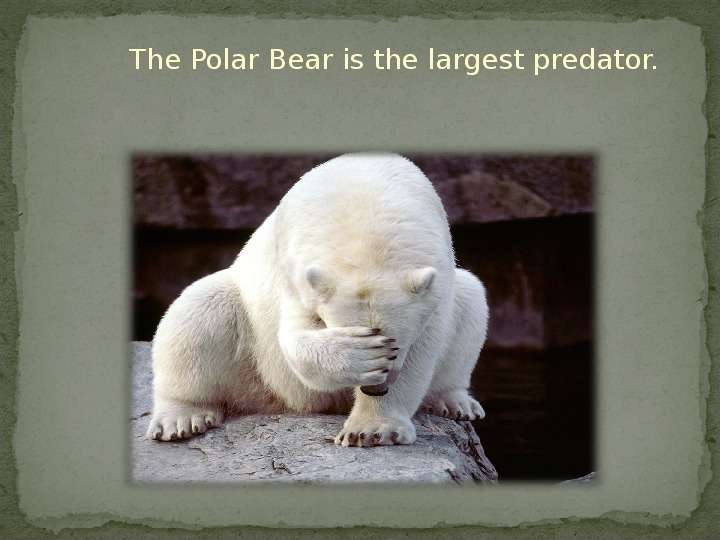 The Polar Bear is the largest