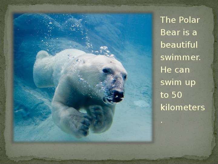 The Polar Bear is a beautiful