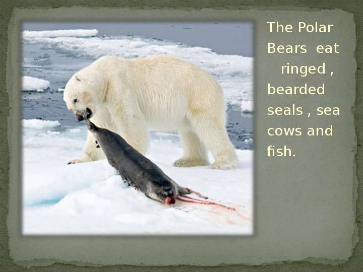 The Polar Bears eat ringed ,